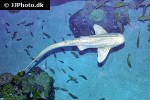 stegostoma fasciatum stegostoma fasciatum