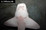 stegostoma fasciatum stegostoma fasciatum