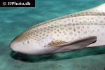 stegostoma fasciatum stegostoma fasciatum