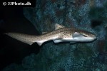 stegostoma fasciatum stegostoma fasciatum
