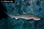stegostoma fasciatum stegostoma fasciatum