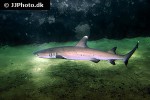 triaenodon obesus triaenodon obesus