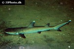 triaenodon obesus triaenodon obesus