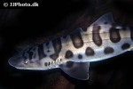 triakis semifasciata triakis semifasciata