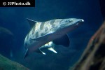 triakis semifasciata triakis semifasciata