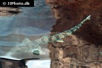 triakis semifasciata triakis semifasciata