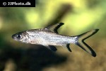 balantiocheilos melanopterus balantiocheilos melanopterus
