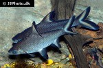 balantiocheilos melanopterus balantiocheilos melanopterus