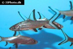 balantiocheilos melanopterus balantiocheilos melanopterus