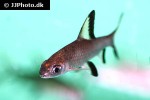 balantiocheilos melanopterus balantiocheilos melanopterus