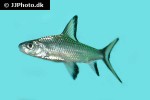 balantiocheilos melanopterus balantiocheilos melanopterus