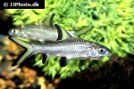 balantiocheilos melanopterus balantiocheilos melanopterus