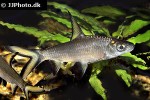balantiocheilos melanopterus balantiocheilos melanopterus