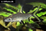 balantiocheilos melanopterus balantiocheilos melanopterus