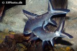 balantiocheilos melanopterus balantiocheilos melanopterus