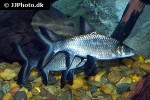 balantiocheilos melanopterus balantiocheilos melanopterus