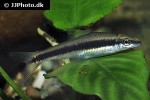 crossocheilus atrilimes crossocheilus atrilimes