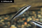 crossocheilus atrilimes crossocheilus atrilimes