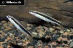 crossocheilus atrilimes crossocheilus atrilimes