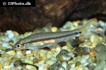 crossocheilus cobitis crossocheilus cobitis