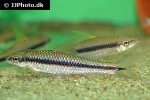 crossocheilus langei crossocheilus langei