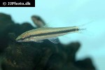 crossocheilus langei crossocheilus langei
