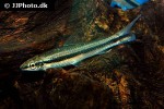 crossocheilus nigriloba crossocheilus nigriloba