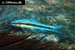 crossocheilus nigriloba crossocheilus nigriloba