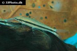 crossocheilus nigriloba crossocheilus nigriloba