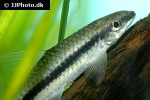 crossocheilus nigriloba crossocheilus nigriloba