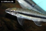 crossocheilus nigriloba crossocheilus nigriloba