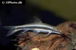 crossocheilus nigriloba crossocheilus nigriloba