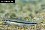 crossocheilus oblongus crossocheilus oblongus