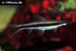 crossocheilus oblongus crossocheilus oblongus