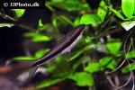 crossocheilus oblongus crossocheilus oblongus