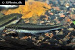 crossocheilus oblongus crossocheilus oblongus