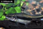 crossocheilus oblongus crossocheilus oblongus