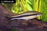 crossocheilus obscurus crossocheilus obscurus