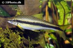 crossocheilus obscurus crossocheilus obscurus