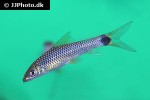 crossocheilus reticulatus crossocheilus reticulatus