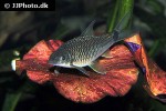crossocheilus reticulatus crossocheilus reticulatus