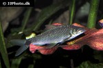 crossocheilus reticulatus crossocheilus reticulatus
