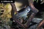 crossocheilus reticulatus crossocheilus reticulatus