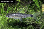 crossocheilus reticulatus crossocheilus reticulatus
