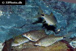 crossocheilus reticulatus crossocheilus reticulatus