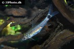 crossocheilus reticulatus crossocheilus reticulatus
