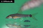 crossocheilus reticulatus crossocheilus reticulatus