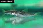 crossocheilus reticulatus crossocheilus reticulatus