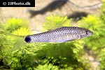 crossocheilus reticulatus crossocheilus reticulatus
