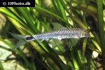 crossocheilus reticulatus crossocheilus reticulatus